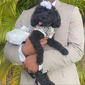 8 Dog Outfits in a size Small